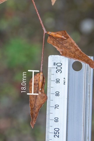 20191102inubuna8y_an_03.jpg