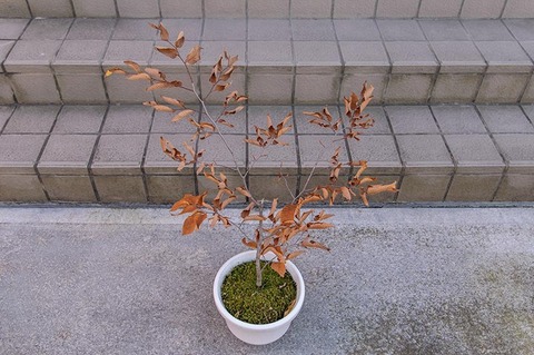 20191102inubuna8y_dan_02.jpg