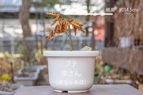20191120buna_su_6y_01.jpg
