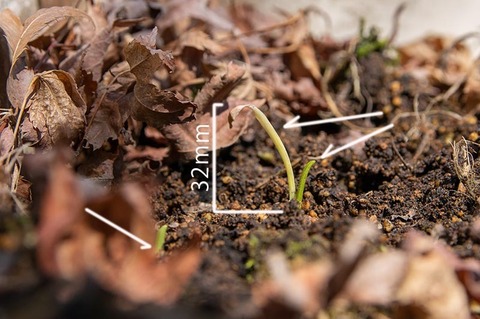 20200325yusuge_planter_5y-20160518-02.jpg