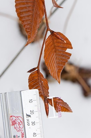 20200401inubuna9y_dan_01.jpg