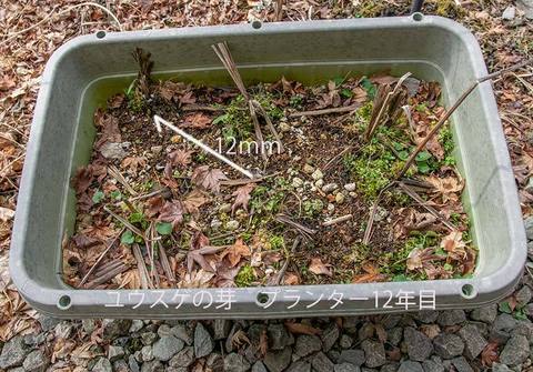 20200402yusuge_planter_12y_01.jpg