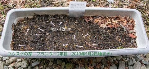20200402yusuge_planter_2y_20190502_01.jpg