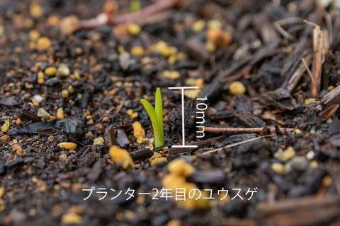 20200402yusuge_planter_2y_20190502_02.jpg