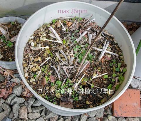 20200402yusuge_pot_12y_01.jpg