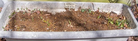 20200414yusuge_planter_8y_20130423.jpg