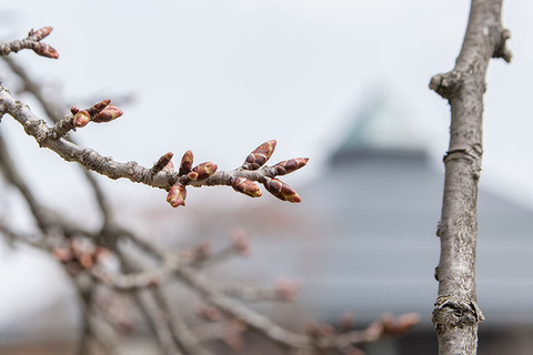 20200416yagasaki-sakura02.jpg