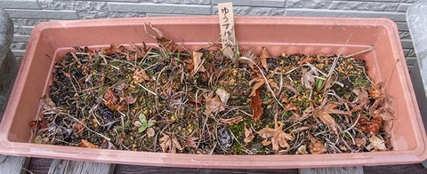 20200422yusuge_planter_5y_20160412_01.jpg