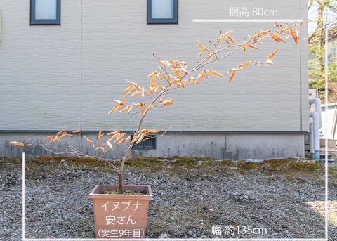 20200424inubuna9y_an_01.jpg