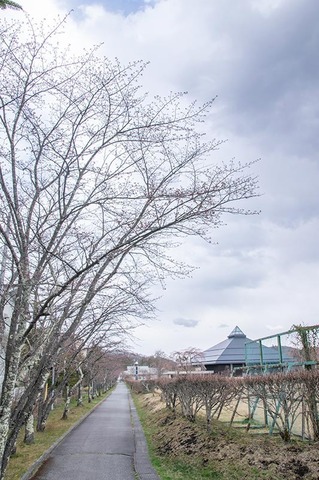 20200424yagasaki-sakura01.jpg