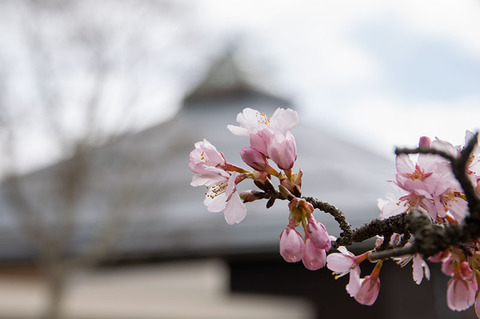 20200424yagasaki-sakura03.jpg