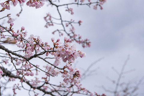 20200424yagasaki-sakura04.jpg