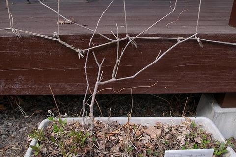 20200426midori_nobudou01.jpg