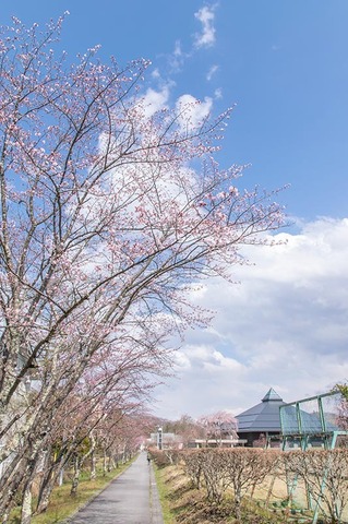 20200427yagasaki-sakura01.jpg