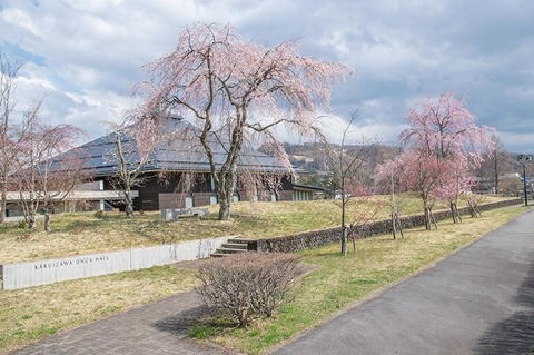 20200427yagasaki-shidare-sakuraA01.jpg