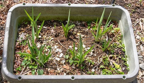 20200428yusuge_planter_12y.jpg