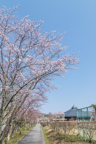 20200429yagasaki-sakura01.jpg