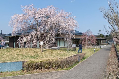 20200429yagasaki-shidare-sakuraB01.jpg