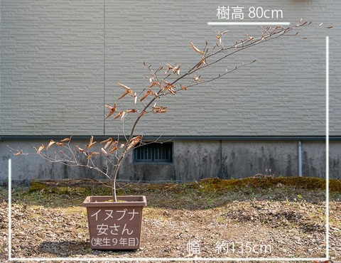 20200430inubuna9y_an_01.jpg