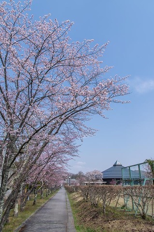 20200430yagasaki-sakura01.jpg