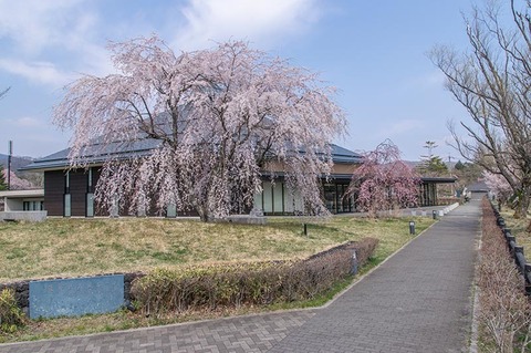 20200430yagasaki-shidare-sakuraB01.jpg