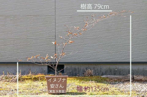 20200502inubuna9y_an_01.jpg