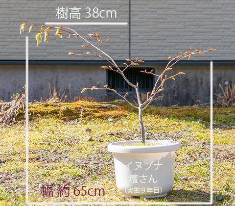 20200502inubuna9y_dan_01.jpg