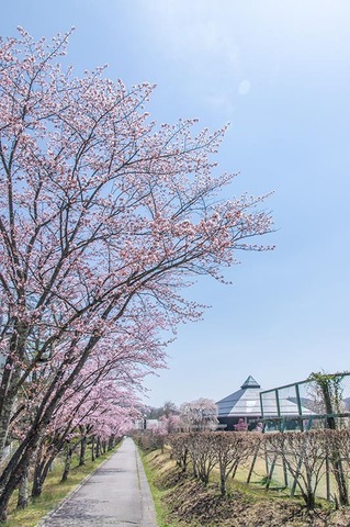20200502yagasaki-sakura01.jpg