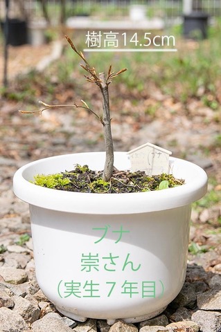20200503buna_su_7y_01.jpg