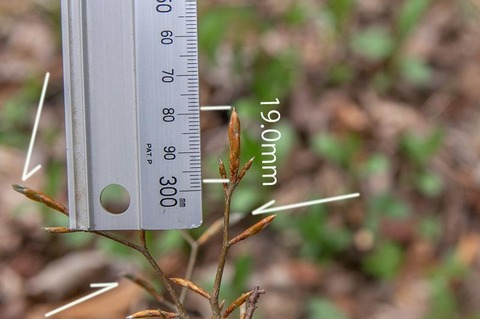 20200503buna_su_7y_02.jpg