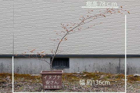 20200503inubuna9y_an_01.jpg