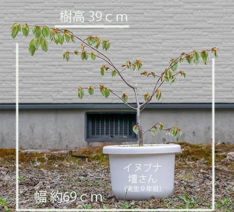 20200503inubuna9y_dan_01.jpg