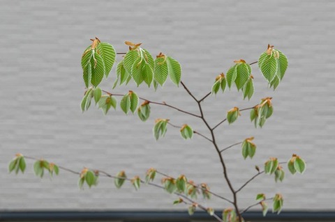 20200503inubuna9y_dan_02.jpg
