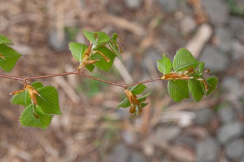 20200503inubuna9y_dan_04.jpg