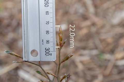 20200504buna_su_7y_02.jpg
