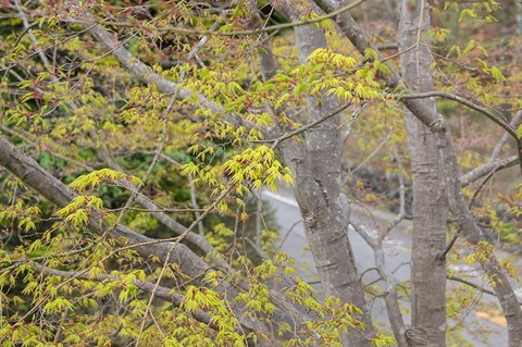 20200504momiji02.jpg