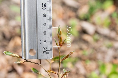 20200505buna_su_7y_02.jpg
