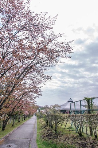 20200506yagasaki-sakura01.jpg