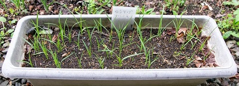 20200510yusuge_planter_2y_20190502_01.jpg