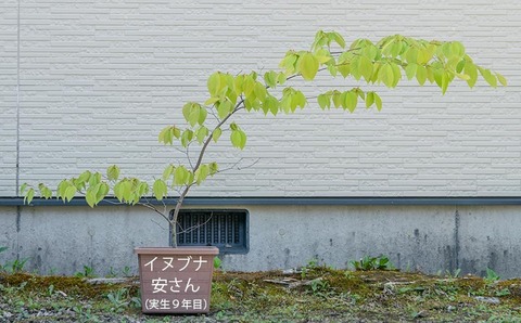 20200514inubuna9y_an_00.jpg