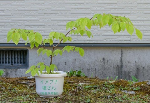 20200514inubuna9y_dan_00.jpg