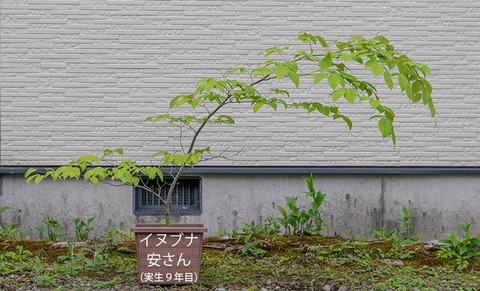 20200524inubuna9y_an_00.jpg
