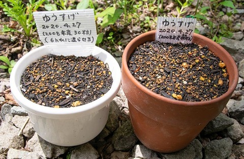 20200525yusuge_pot_AB_1y_2008seed01.jpg