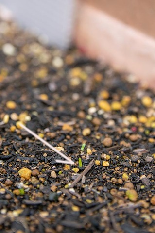 20200528yusuge_planter_1y_20200422A01.jpg