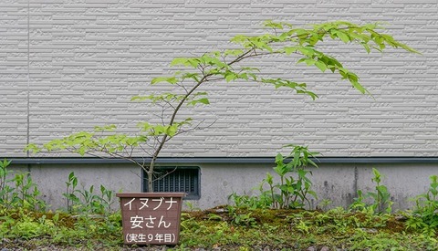 20200601inubuna9y_an_00.jpg