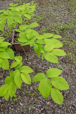 20200601inubuna9y_an_03.jpg