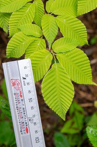 20200601inubuna9y_dan_02.jpg