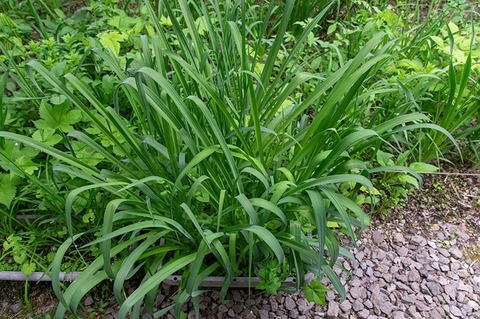 20200611yusuge_planter_12y.jpg