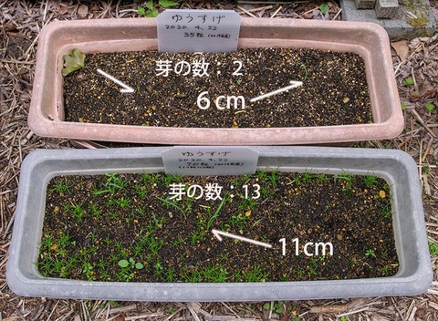 20200611yusuge_planter_1y_20200422_AB01.jpg