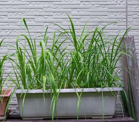 20200611yusuge_planter_4y_20170504_01.jpg